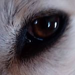 Leah Canfield - @leah.canfield - Instagram