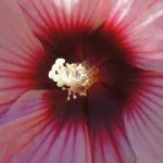 Nona Leah Cloud Hare - @nlcloud61 - Instagram