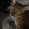 Sassy Savannahs kittens - @leahcloverfall - TikTok