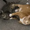 LeahCody - @leahcodyandfriends - TikTok