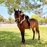 Leah Compton - @leahcompton_equestrian - Instagram