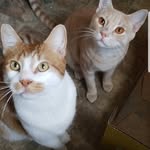 leah cool - @megakittencat - Instagram