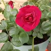 Leah Dodge - @leah.dodge - TikTok