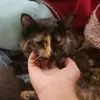 jojo 2985 - @leah._.down - TikTok