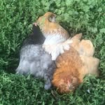 Leah Downing - @chickensnuggler22 - Instagram