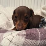 Leah Dukes - @leah_scar17 - Instagram