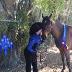 Leah Dunham - @my_lazy_arabian - Instagram