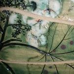 Leah Marcum-Estes - @gardengirl130 - Instagram
