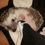 leah the hedgehog - @leahthehedgehog - Instagram