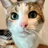 Leah Jamison - @leah.jamison - TikTok