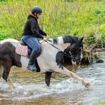 Leah Kirkpatrick🇬🇧 | 22 years old - @the.coloured.geldings - Instagram
