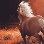 Anipan - @leahkrieger_80_ - Instagram