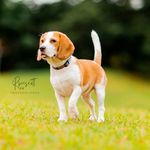 Mona de La Casa del Guayacan - @leahlemonbeagle - Instagram