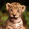 leah_lemons1956 - @leah_lemons1956 - TikTok