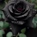 Leah Levin - Facebook