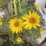 Leah Macaraeg - Facebook