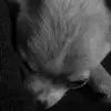 Leah Mack - @fluffybunnyleah0918 - TikTok