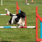 Leah McGrath🇬🇧 - @maddy_nala_agility - Instagram
