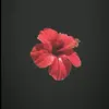 Leah Meier - @leah_uw - TikTok