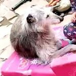 leah Mooney mc Grath - @leah_dogsssssssssss - Instagram