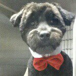 Leah Neely Tiffiny Yoder - @18.years.a.groomer - Instagram