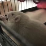 Leah Nutt - @rat_lover1305 - Instagram