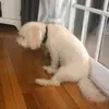 leah - @leah.pappas - TikTok