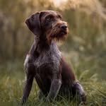 Lea i Hermes- codzienna dawka życia z wyżłami 🤎 - @lea_hermes_pointers - Instagram