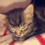 Leah Redding - @leah_kitten_ - Instagram