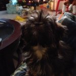 Leah Laney Roach - @leah_theshorkie - Instagram