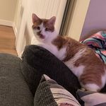 Leah Roy - @big_fat_cat_2019 - Instagram