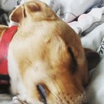 Leah Sample - @leahsample9 - Instagram