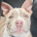 Leah Samuel - @pocketbullyqueen - Instagram