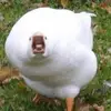 Leah Samuels - @tiny.toad - TikTok