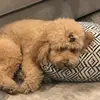 Leah.samuels930 - @leah.samuels930 - TikTok