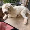 leahschafer547 - @leahschafer547 - TikTok