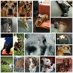 Leah Spence - @leahandpets - Instagram