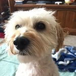 Leah Steiner - @trevor_bannister - Instagram