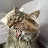 leah.tapp3 - @leah.tapp3 - TikTok