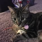 Leah Westfall - @leahwestfall04 - Instagram