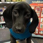Leah Wheeler - @leahs_k9s - Instagram