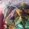 leah whitten  - @poopieq1 - TikTok