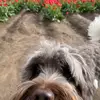 leah - @leah.wilhelms - TikTok