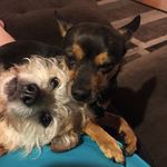 Leah Wolfe - @nickelbrat - Instagram