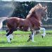 Leah Worrall - Facebook