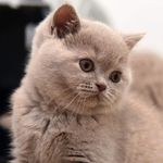 Leah Wright - @wrighteous_brits_cattery - Instagram