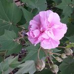 Leah Yeager - @olbeezer - Instagram