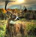 Leanne Davis  - Facebook