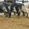 Leandro Marques - @leandro.marques435 - TikTok