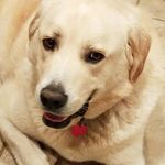 Leann Barnes - @dogcollector4 - Instagram